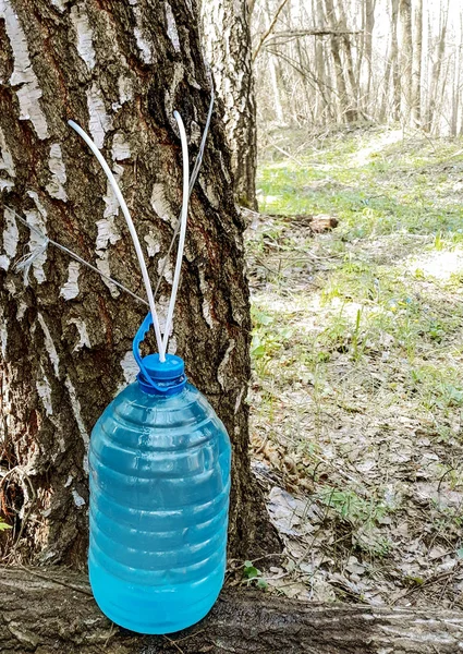 Sok Brzozowy Natura Park — Zdjęcie stockowe