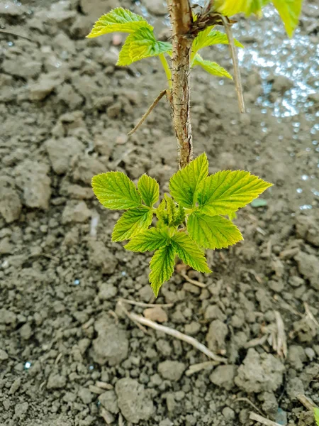 Raspberries Seedling Leaf Spring — Stock Photo, Image