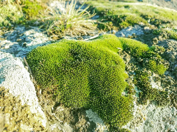Green decoration moss, Green moss on grunge texture.