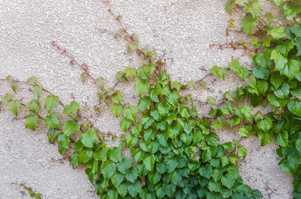 Blätter Von Efeu Bedecken Die Wand Steinmauer Mit Efeu Für — Stockfoto