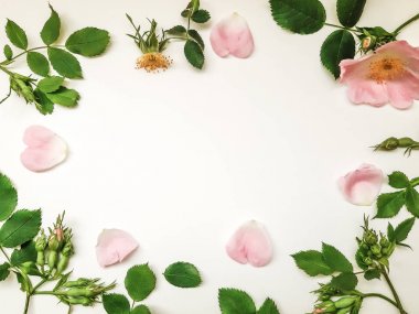 Çerçeve beyaz arka plan üzerinde dogrose yapılmış, üst görünüm. Metin için kenarlık.