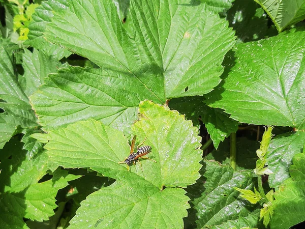 Yellow Wasp Green Leaf Hop — Stock Photo, Image