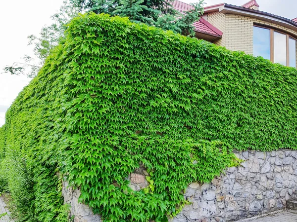 Blätter Von Efeu Bedecken Die Wand Steinmauer Mit Efeu Für — Stockfoto