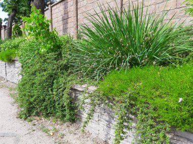 Duvarı kaplayan çimenler. Arka plan veya doku için agav ve sarmaşık ile taş duvar.