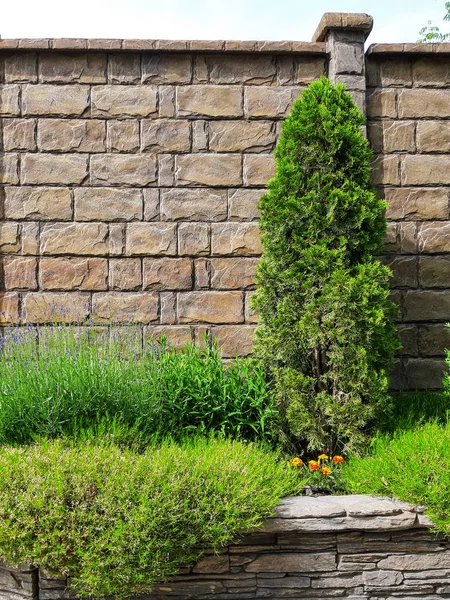 Gras Bedeckt Die Wand Steinmauer Mit Baum Und Efeu Für — Stockfoto