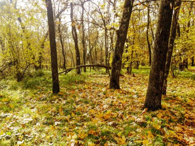 Sonbahar, ağaç ve yaprakları ile peyzaj tasarımı