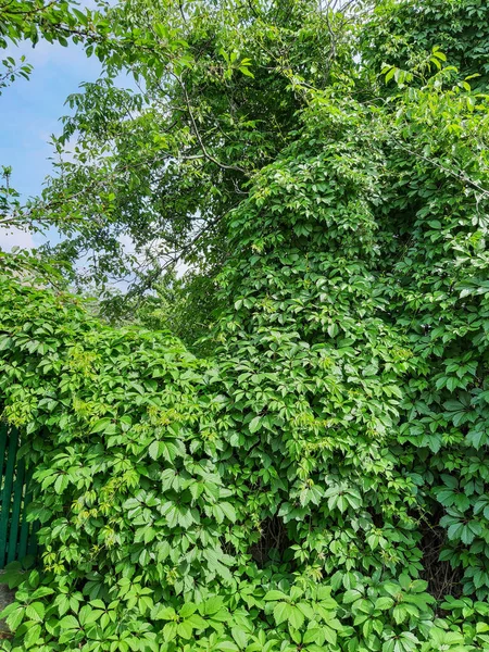 Baum Und Grünes Hopfenblatt Auf Himmelshintergrund — Stockfoto