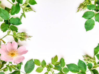 Çerçeve beyaz arka plan üzerinde dogrose yapılmış, üst görünüm. Metin için kenarlık. Hafif bulanıklık.