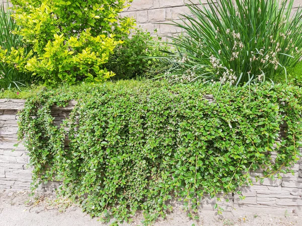 Gras Bedeckt Die Wand Steinmauer Mit Agave Und Efeu Für — Stockfoto