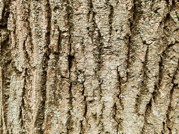 樹皮の質感 樹皮の背景 割れを追跡する木の樹皮をスキン — ストック写真