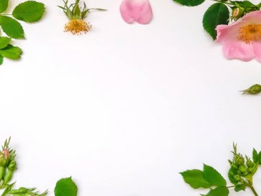 Çerçeve beyaz arka plan üzerinde dogrose yapılmış, üst görünüm. Metin için kenarlık. Hafif bulanıklık.