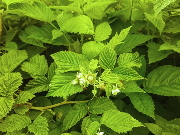 Raspberries Seedling Leaf Berry Spring — Stock Photo, Image