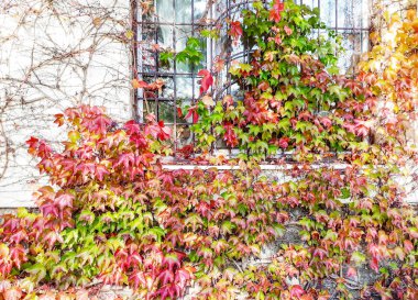 Duvarı kaplayan sarmaşık yaprakları. Bina duvarı. Arka plan için sarmaşık ile Duvar. Sonbahar.