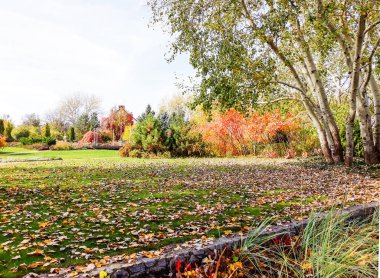 Sonbahar, ağaç ve çim ile peyzaj tasarımı