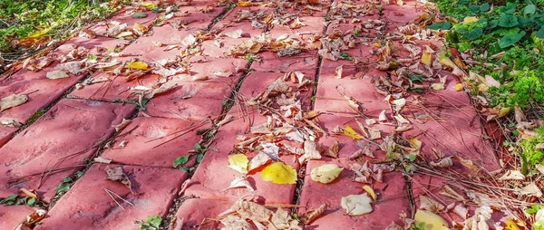Υφή Από Ροζ Μοτίβα Κεραμιδιών Στο Έδαφος Του Δρόμου Προβολή — Φωτογραφία Αρχείου