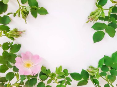 Çerçeve beyaz arka plan üzerinde dogrose yapılmış, üst görünüm. Metin için kenarlık. Hafif bulanıklık.