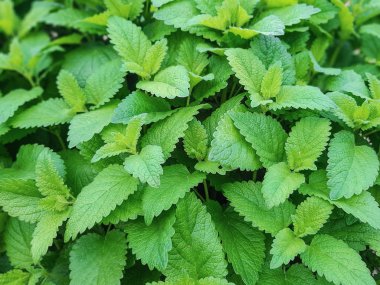 Melissa, bahar, yaz taze genç yaprakları