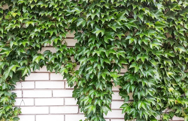Blätter Von Efeu Bedecken Die Ziegelmauer Steinmauer Mit Efeu Für — Stockfoto