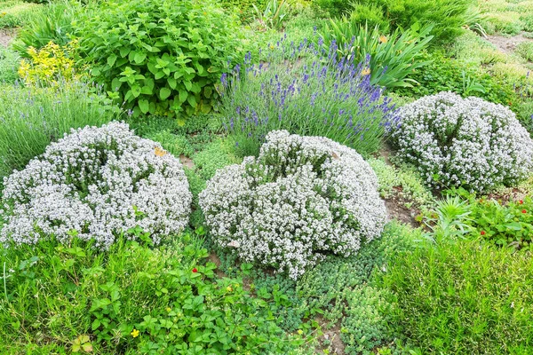 Hierba Verde Decoración Diseño Paisaje — Foto de Stock