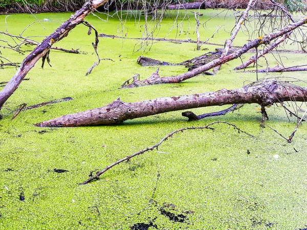 green swamp with tree, wood in water