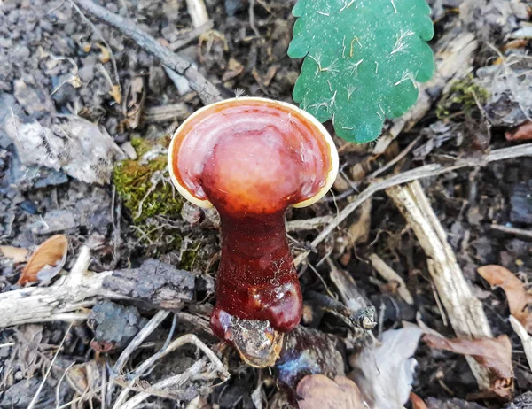 棕色蘑菇生长在地球上 — 图库照片