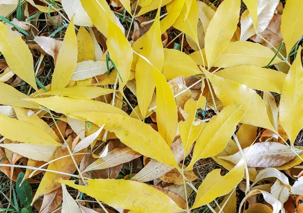 Φθινοπωρινά Φύλλα Κίτρινα Φύλλα Στο Έδαφος — Φωτογραφία Αρχείου