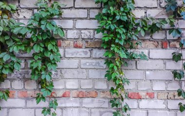 Duvar kaplama sarmaşık yaprakları. Eski duvar. Taş duvar arka plan veya doku için Ivy ile.