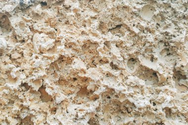 Doku kabuklu deniz ürünleri fosil taş. Taş deniz kabuklu deniz ürünleri.