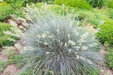 Yeşil çim veya dekorasyon, peyzaj tasarımı.