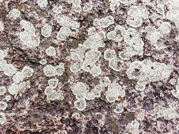 Stone Background Lichen Texture — Stock Photo, Image