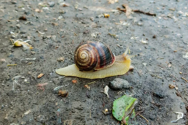 蜗牛与棕色外壳 — 图库照片