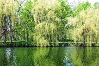 Ukrayna'da bahar yaprakları pond. Sudaki yansıma. Gölün üzerinde Willow. Yeşil ağaçlar.