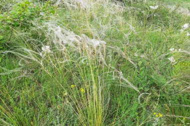 Beyaz Tüy çim, yeşil çim