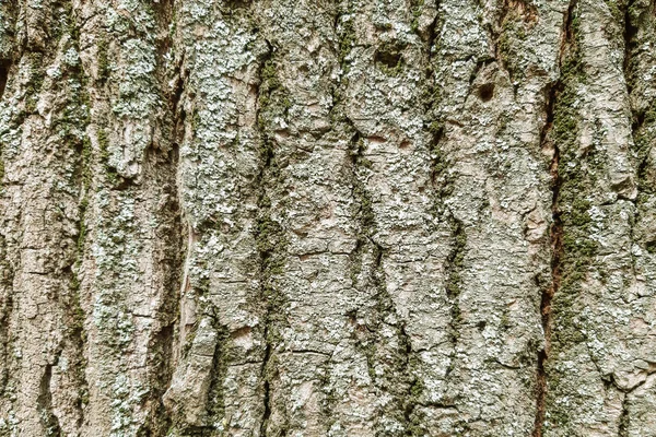 Ağaç Kabuğu Dokusu Ağaç Kabuğunun Arka Planı Ağacın Kabuğunun Derisi — Stok fotoğraf