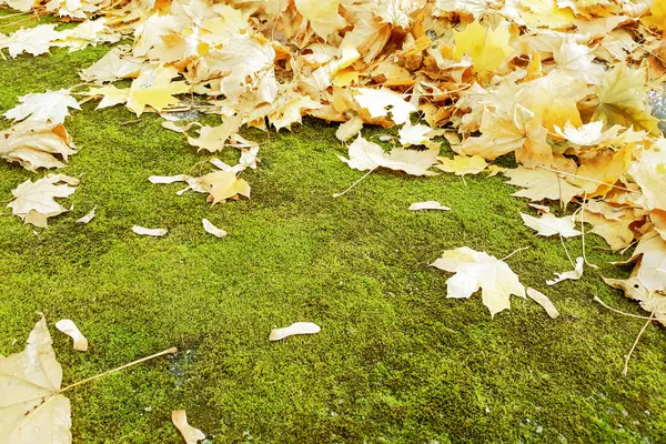 Outono Folhas Douradas Grama Verde Contexto — Fotografia de Stock