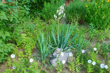 Yeşil çim veya dekorasyon, peyzaj tasarımı.