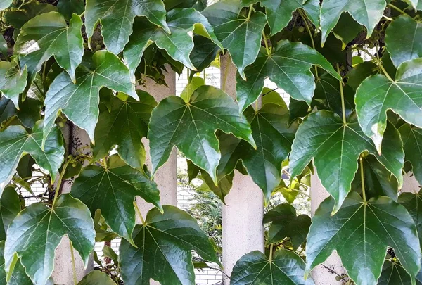 Folhas Hera Cobrindo Parede Sebe Pedra Está Entrelaçada Com Hera — Fotografia de Stock