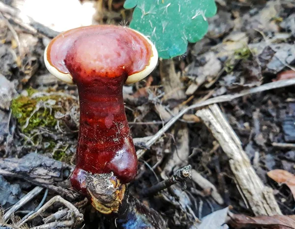 Pilz Wächst Auf Der Erde — Stockfoto