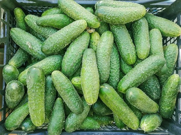 Fresh bunch of cucumber. Background. Cucumber at farmers market, Ukraine. Fresh organic vegetable.