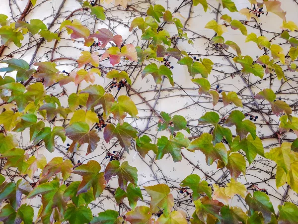 Folhas Hera Cobrindo Parede Parede Velha Parede Pedra Com Hera — Fotografia de Stock