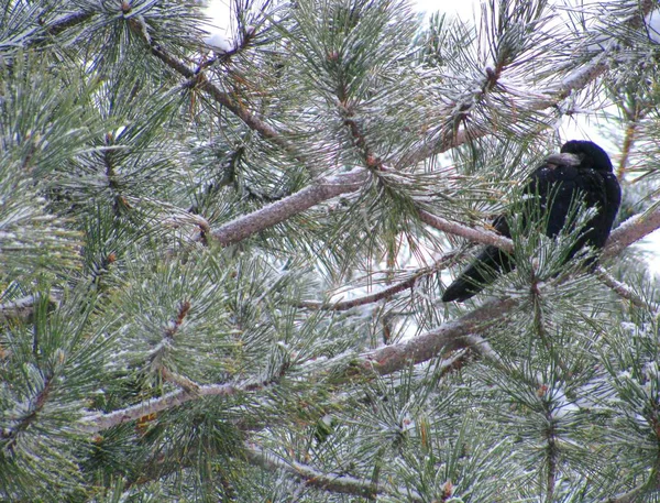 Crow sits on pine. Raven on tree in forest. Around snowing and snowflakes fall on her. Needles of pine in snow. Winter in forest.
