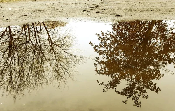 Bild Mit Baum Auf Dem Wasser — Stockfoto