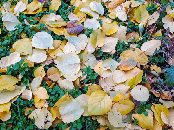 Folhas Douradas Outono Fundo Amarelo — Fotografia de Stock