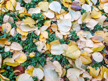 Sonbahar altın yaprakları. Sarı arka plan.