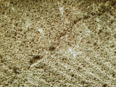 Doku kabuklu deniz ürünleri fosil taş. Taş deniz kabuklu deniz ürünleri.