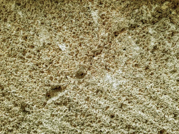 Doku kabuklu deniz ürünleri fosil taş. Taş deniz kabuklu deniz ürünleri.