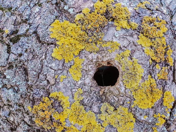 Дерево Лишайником Порожнистим Лісом Або Парком — стокове фото