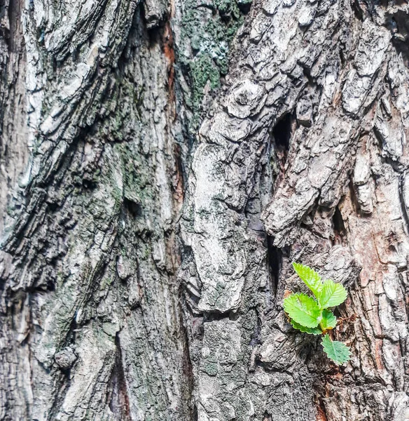 Broto Fresco Casca Árvore Velha Fundo Madeira Sapling Sprout Meio — Fotografia de Stock