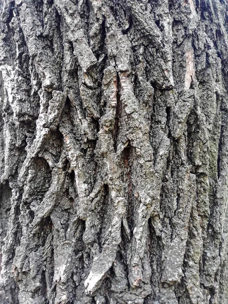 树皮纹理 树皮的背景 剥去树皮 树皮上有裂缝的痕迹 — 图库照片