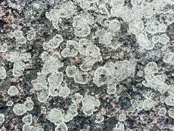Stone Background Lichen Texture — Stock Photo, Image